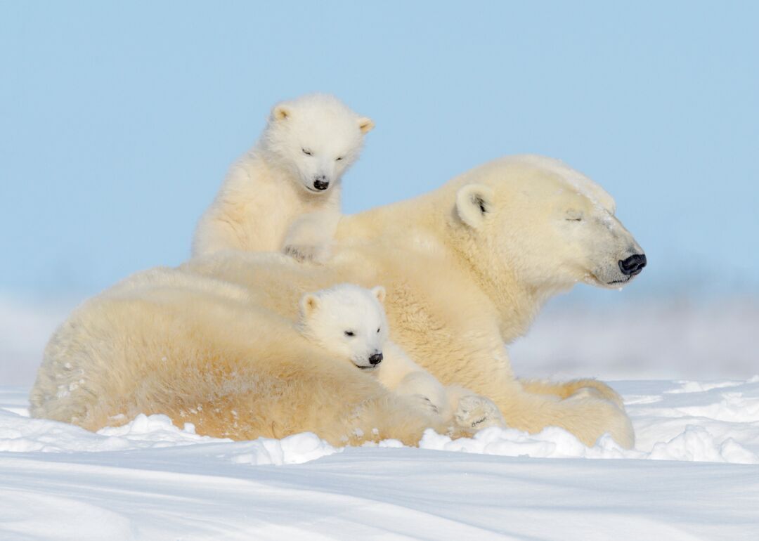 Answer #24: What is the polar bear?